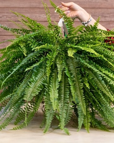 Boston Fern Plant Plant